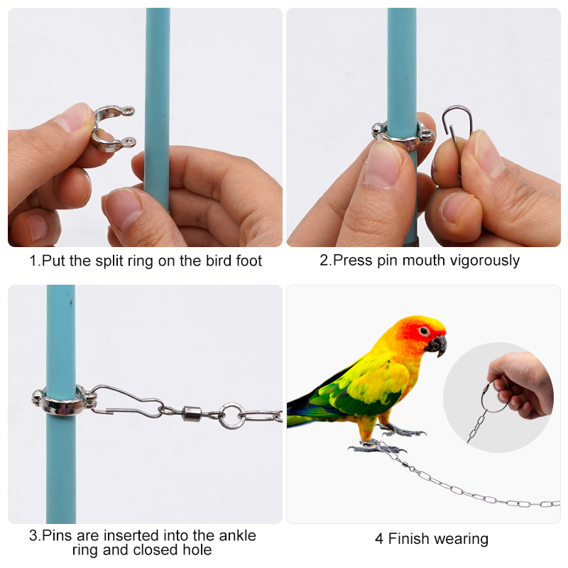 Anello per gamba di pappagallo - Anklet Foot Chain recensione e prezzo